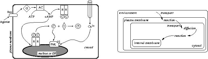 A signal transduction pathway